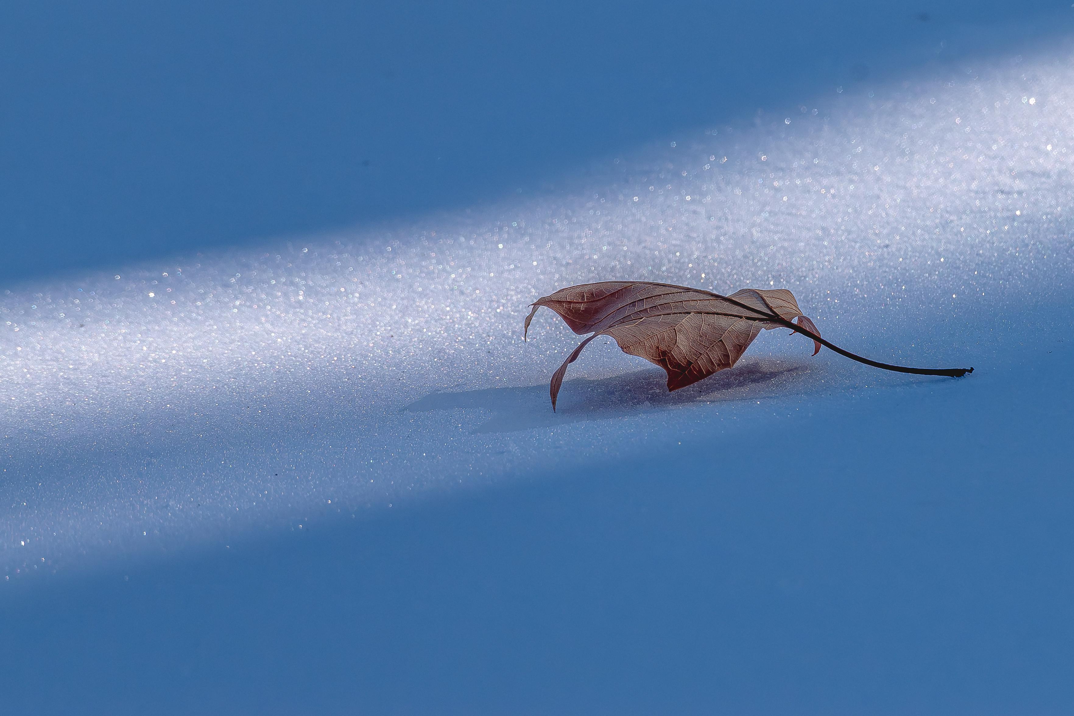 leaf_on_snow.jpg