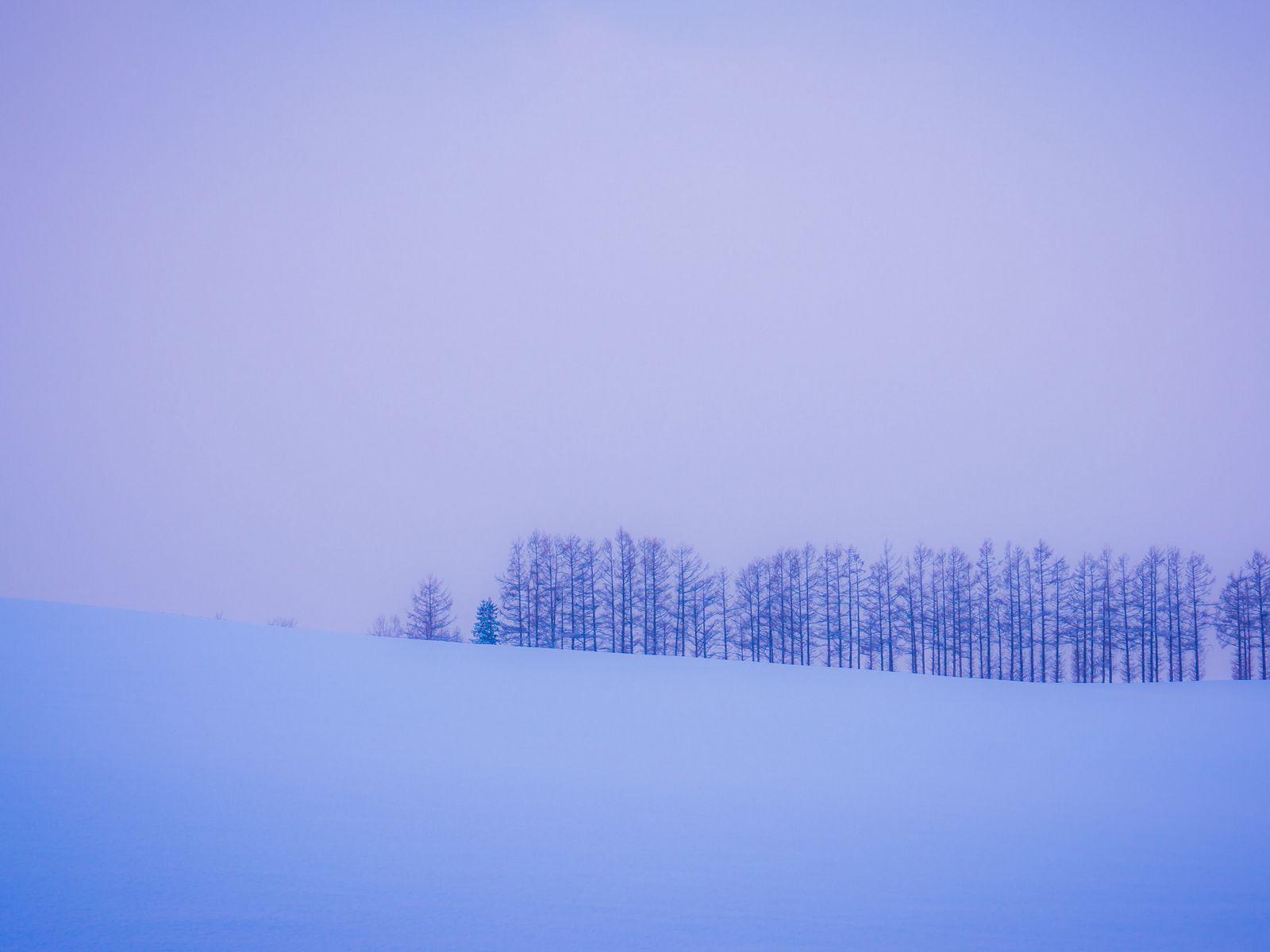 trees_snow_winter_129732_1600x1200.jpg